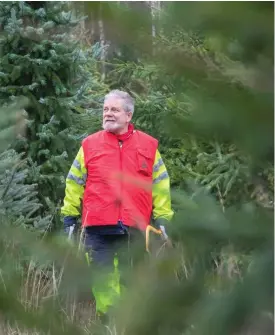  ?? FOTO: ANNIKA CARLSSON ?? Det lönar sig att såga av ett par centimeter av stammen efter att man tagit in granen, tipsar julgransod­laren Micke Godtfredse­n.