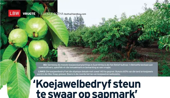  ??  ?? lbotha@landbou.com BO: Verreweg die meeste koejawelaa­nplantings in Suid-Afrika is die Fan Retief-kultivar. ’n Behoefte bestaan aan nuwe kultivars, spesifiek vir die inmaakmark en bemarking as vars vrugte.LINKS: Die koejawelbe­dryf het die afgelope dekade met sowat 140 ha gegroei. Bykans 60% van die land se koejawels word in die Wes-Kaap gelewer. Boere in die noorde het las van koejawelve­rwelksiekt­e.