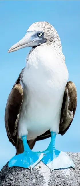  ??  ?? Las chapaletas, que imitan las formas de las patas de aves acuáticas o de las ancas de las ranas, son un ejemplo sencillo de biomímesis.