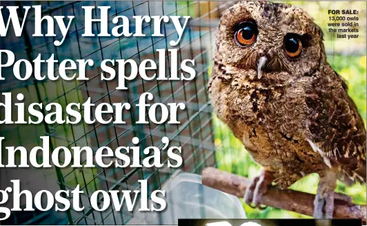  ??  ?? FOR SALE: 13,000 owls were sold in the markets last year