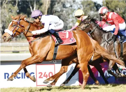  ?? Picture: JC Photograph­ics ?? TEST. Anfields Rocket has looked top class in his three races but will face some tough opposition when he lines up in Race 7 on the Inside track at Turffontei­n tomorrow in a MR 92 Handicap over 1200m.