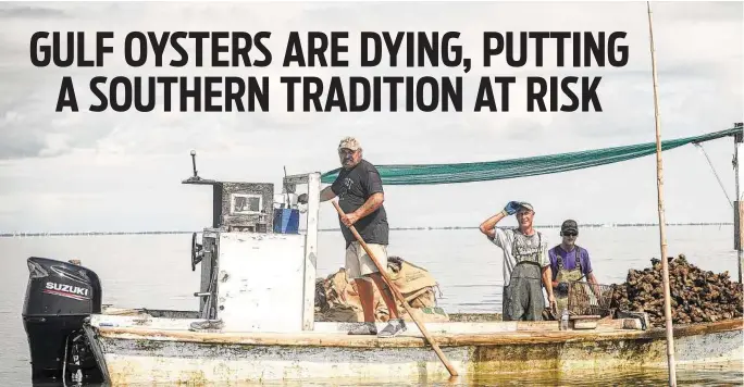  ??  ?? Harry Harris, left, and his crew, struggle to find live oysters among the dead ones near Empire, La., on Oct. 14. Gulf oysters have long been a menu staple in New Orleans and beyond.