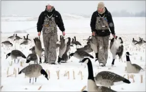  ?? COURTESY OF TRAVIS MUELLER/AVERY OUTDOORS ?? The results of hours of scouting, good calling and a proper decoy spread: Canada geese for the table.