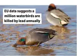  ??  ?? EU data suggests a million waterbirds are killed by lead annually