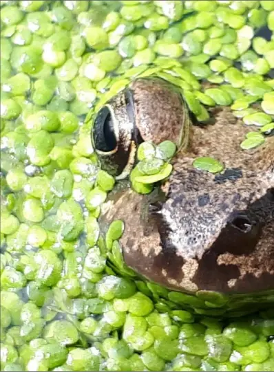  ??  ?? Up close and personal: Photograph by Janet Whitney of a frog in her garden pond in Adamstown.