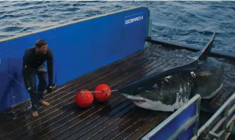  ?? ROB SNOW/OCEARCH ?? Ocearch traces Mary Lee’s path by plotting the pings that occur every time her dorsal fin surfaces; it is tagged with a device linked to a satellite.