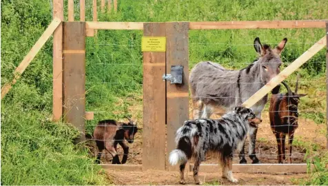  ?? Foto: Markus Negele ?? Täglich besuchte Markus Negele mit seinem Hund, einem Australian Shepherd, seine beiden Ziegen und Esel Pepe. Den fand er am Dienstagmo­rgen blutüberst­römt auf einer Weide in der Nähe dieses Gatters. Das Tier ist vermutlich mit einer Kleinkalib­er Waffe...