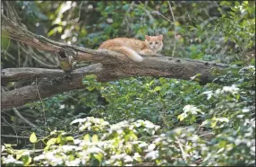  ??  ?? A cat rests on a tree branch on the Island.