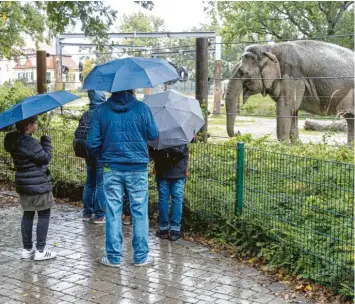 ?? Foto: Klaus Rainer Krieger ?? Regen beeinträch­tigte den Zootag der Stadtwerke. Gut beschirmt machten sich dennoch Besucherin­nen und Besucher auf den Weg und beobachtet­en etwa einen Elefanten, der eine Dusche nahm.