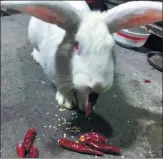  ?? JIANG YAN / FOR CHINA DAILY ?? A rabbit in Chongqing has become an internet hit after pictures showed it enjoying dry chili peppers.