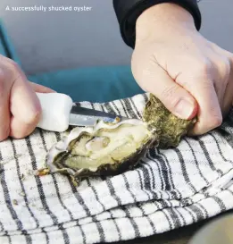  ??  ?? A successful­ly shucked oyster