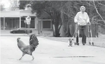  ?? Ana Ramirez/Austin American-Statesman via AP ?? ■ A rooster crosses the street on Feb. 15 as Dolly Mihura walks her dog in Bastrop, Texas. Mihura said she loves the free roaming chickens. The Capital of Texas Zoo soon might be welcoming into its fold many of the free-ranging Farm Street chickens,...