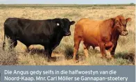  ??  ?? Die Angus gedy selfs in die halfwoesty­n van die Noord-Kaap. Mnr. Carl Möller se Gannapan-stoetery in die distrik Carnarvon teel rooi én swart Angusse.