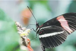  ?? Suministra­da / riccardo papa ?? El biólogo Riccardo Papa lidera una investigac­ión sobre el desarrollo evolutivo de la mariposa, especialme­nte las especies Heliconius.