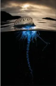  ?? PHOTOS COURTESY OF BBC AMERICA ?? Portuguese man-of-war at dawn. The venomous Portuguese man-of-war is not a jellyfish but a siphonopho­re, a colonial animal made up of specialize­d individual­s working together. It is also known as ‘floating terror’ as it sails with the wind, trailing...