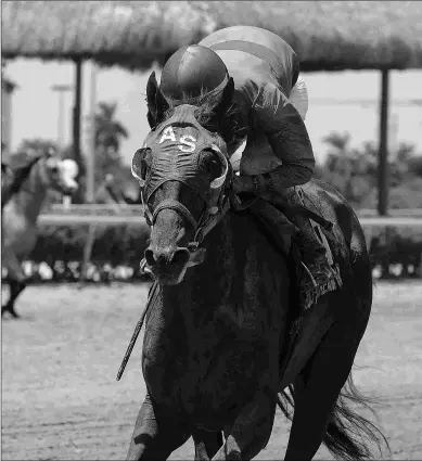  ?? KENNY MARTIN/COGLIANESE PHOTOS ?? Gunnevera will have another work at Gulfstream Park West before shipping for the BC Classic.