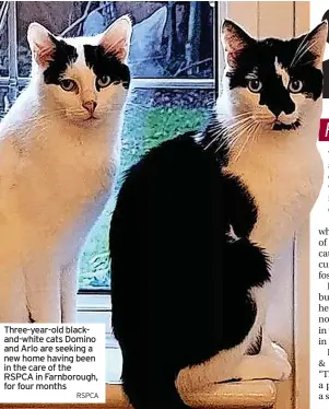  ?? RSPCA ?? Three-year-old blackand-white cats Domino and Arlo are seeking a new home having been in the care of the RSPCA in Farnboroug­h, for four months