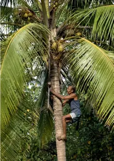  ??  ?? A traditiona­l feni distiller in a spice plantation in Goa. Above: Coconut feni is made by fermenting and distilling sap collected from coconut trees.