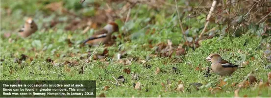  ??  ?? The species is occasional­ly irruptive and at such times can be found in greater numbers. This small flock was seen in Romsey, Hampshire, in January 2018.