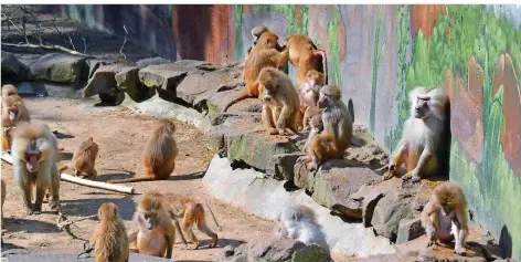  ?? FOTO: JÖRG JACOBI ?? Zu wenig Platz: Legt man Bundesvors­chriften zugrunde, ist die Zahl der Paviane im Gehege des Neunkirche­r Zoos deutlich zu hoch.
