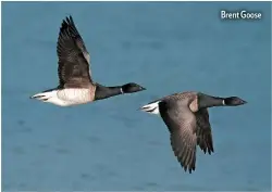  ??  ?? Brent Goose