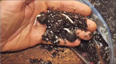  ?? Lee Reich / Associated Press ?? This undated photo shows yellowhorn tree seeds sprouting in New Paltz, N. Y. With its chilling hours fulfilled in the refrigerat­or, these seeds feel that winter is over, and have sprouted.