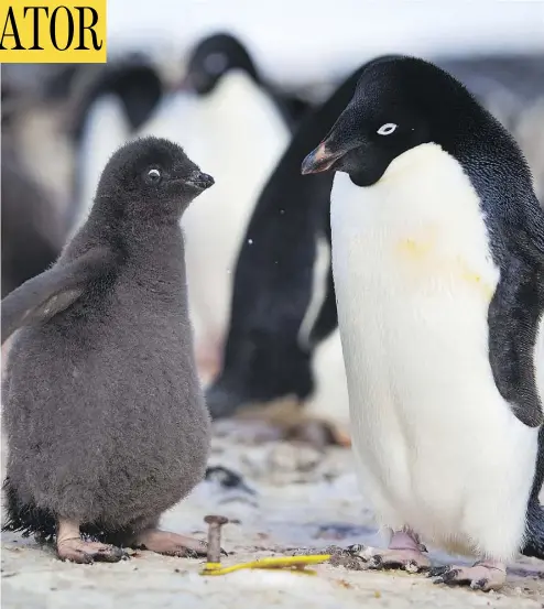  ?? ANDY ISAACSON / THE NEW YORK TIMES ?? Unusually extensive sea ice late in the summer spelled disaster for Adelie penguin chicks in Antarctica, scientists say.