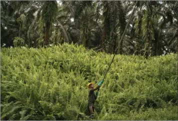  ?? JES AZNAR — THE NEW YORK TIMES ?? A plantation worker harvests palm fruits in Kinabatang­an, Malaysia, on Feb. 15. A new regulation aims to rid the palm oil supply chain of imports that come from former forestland. Southeast Asian countries say it threatens livelihood­s.