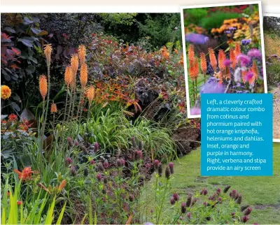  ??  ?? Left, a cleverly crafted dramatic colour combo from cotinus and phormium paired with hot orange kniphofia, heleniums and dahlias. Inset, orange and purple in harmony. Right, verbena and stipa provide an airy screen