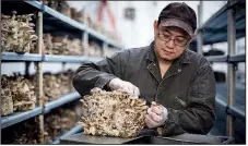  ?? The New York Times/STEPHEN HILTNER ?? Father Gerard-Jonas Palmares harvests mushrooms, one of the ways the Mepkin Abbey monastery supports the community.