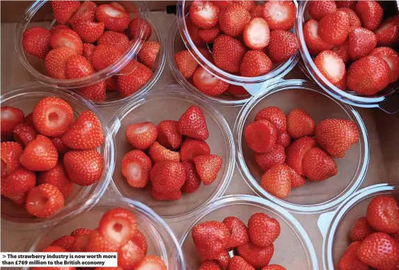  ?? ?? The strawberry industry is now worth more than £769 million to the British economy
