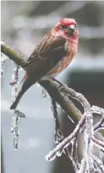  ?? BY PAM OWEN ?? A male purple finch waits to take his turn at a Nyger-seed feeder a er a December ice storm.