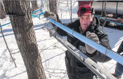  ?? RYAN REMIORZ/THE CANADIAN PRESS FILES ?? Harold Varin adjusts the sap lines at his sugar shack in Oka, Que. Quebec’s near-monopoly over the maple syrup market is loosening with its share of global output plunging from a high of about 82 per cent in 2003 to nearly 71 per cent last year.