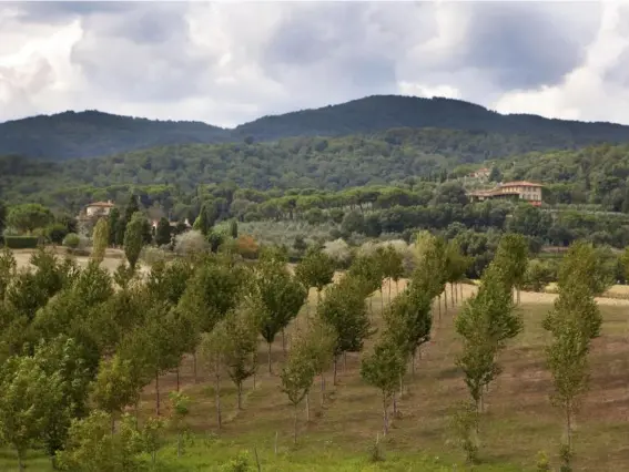  ??  ?? Il Palagio, Sting's wine estate in Tuscany (Rex Features)