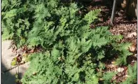  ??  ?? Selaginell­a or Arborvitae fern is not an actual fern but a club moss. (Special to the Democrat-Gazette)