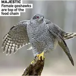  ?? ?? MAJESTIC Female goshawks are top of the food chain