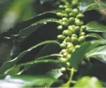  ?? AFP/MARVIN RECINOS ?? Cafezal em El Salvador: América Central perderá áreas cultivávei­s