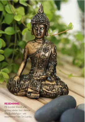  ??  ?? ResEminne.
På bordet bland alla gröna växter bor denna lilla Buddafigur – ett reseminne från Sri Lanka.