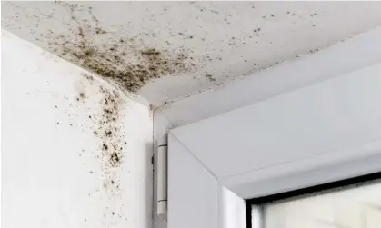  ?? Photograph: Andrei310/Getty Images/iStockphot­o ?? Key spots are around window frames, in bathrooms, anywhere condensati­on forms, and where leaks and rising damp lead to moist patches on ceilings and walls.