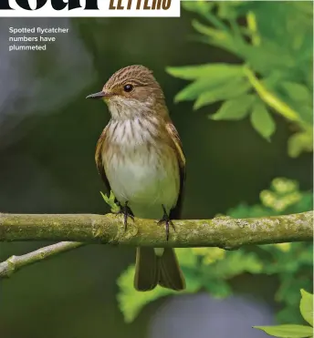  ?? ?? Spotted flycatcher numbers have plummeted