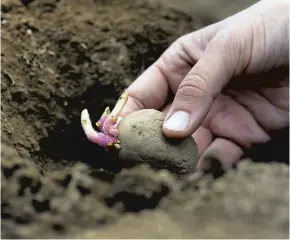  ??  ?? Planting just one tuber can produce enough potatoes for several meals