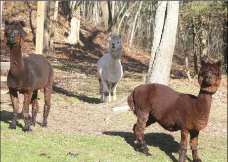  ?? LYNN CURWIN/TRURO NEWS ?? Members of the herd keep an eye on visitors but aren’t quick to approach.