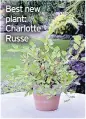  ??  ?? Best new plant: Charlotte Russe