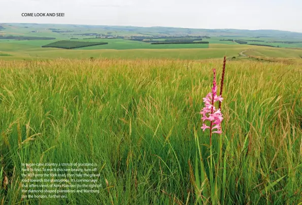  ??  ?? In sugar-cane country a stretch of grassland is hard to find. To reach this rare beauty, turn off the R33 onto the York road, then take the gravel road towards the plantation­s. It’s commonage that offers views of New Hanover (to the right of the...
