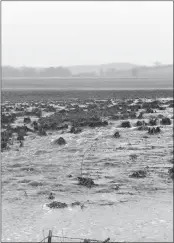  ?? Mona Weatherly ?? Above right: Water rushes out of a corn field onto a county road on March 13, 2019.