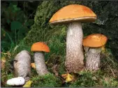  ??  ?? Off the menu: Edible mushrooms