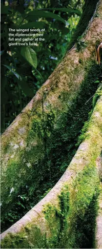  ?? ?? The winged seeds of the dipterocar­p tree fall and gather at the giant tree’s base