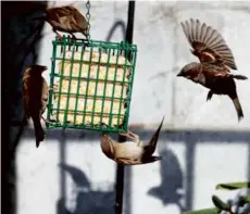  ?? JESSICA RINALDI/GLOBE STAFF ?? A group of birds circle a feeder of suet during a cold February day last winter in Beacon Hill.