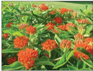  ?? Special to the Democrat-Gazette/JANET B. CARSON ?? Orange butterfly weed is a form of milkweed, which Monarch caterpilla­rs require to complete their life cycle.