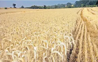  ?? OEM /ARCHIVO ?? En Hidalgo
el mayor cultivo es el de la cebada, informó Ricardo Canales